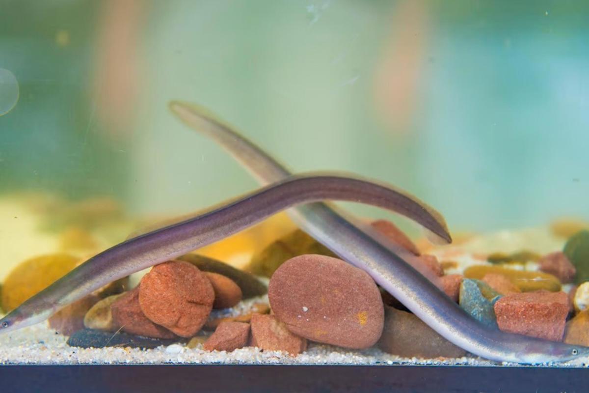 Eel stocking: New predators for the Ems