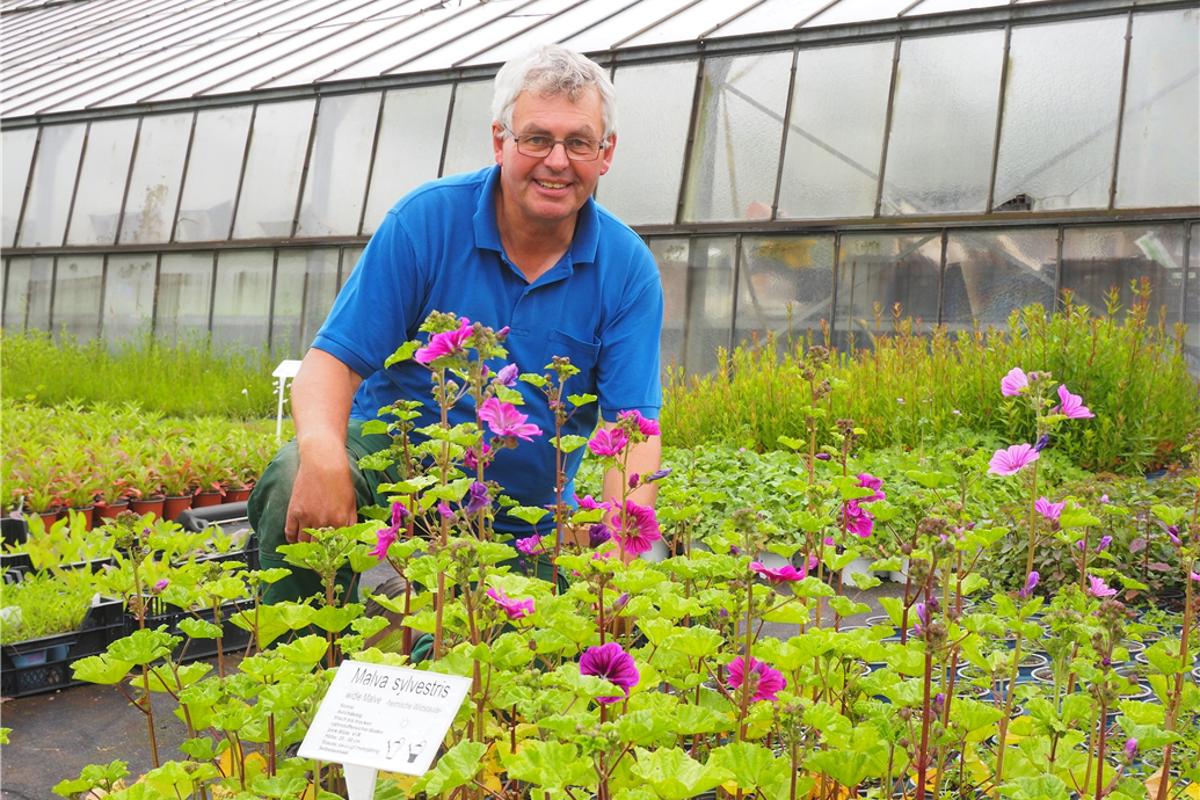 Essential for bees and gardens