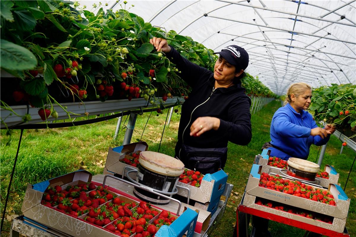 Spargel und Erdbeeren werden teurer
