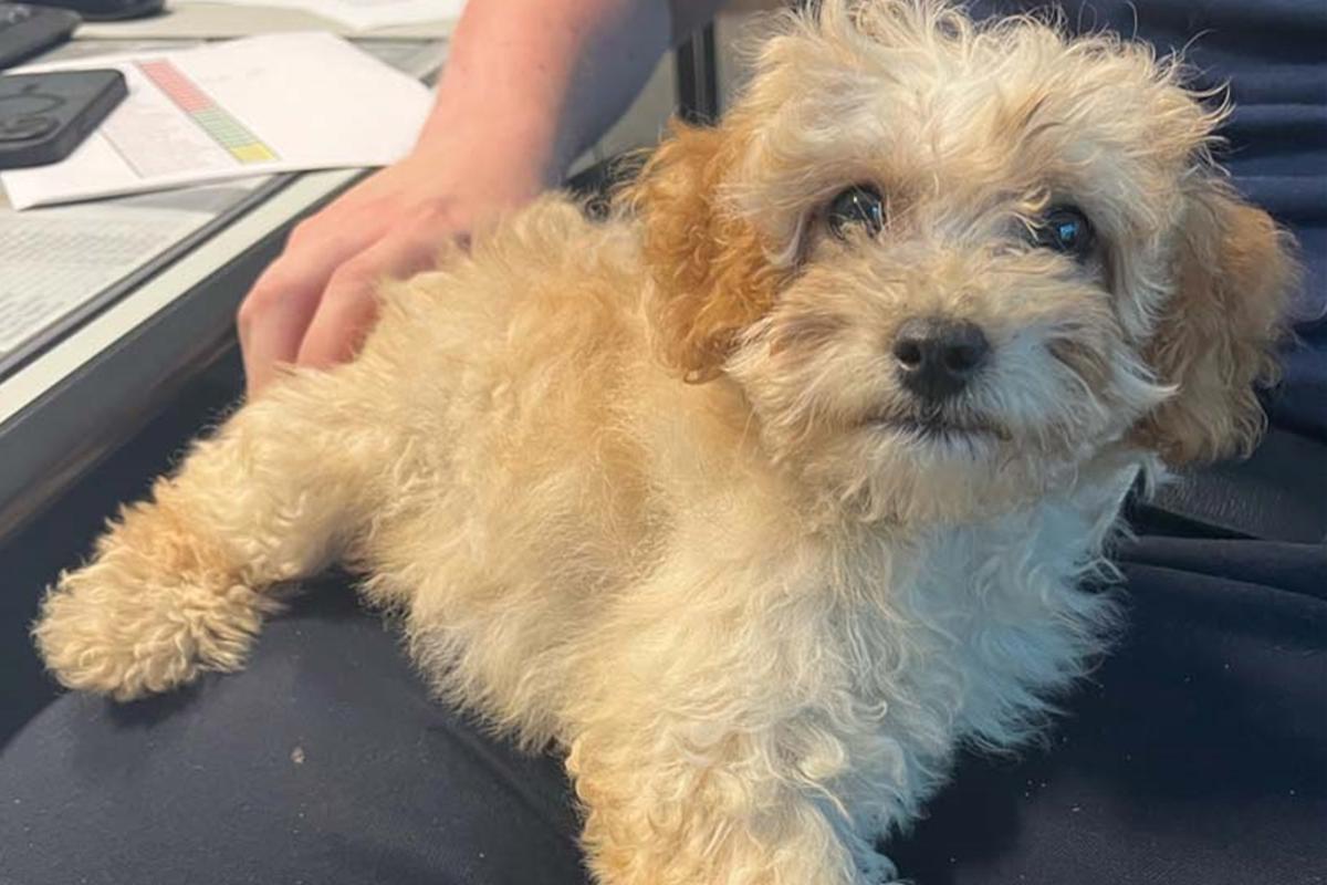Five small puppies found near the Ems river