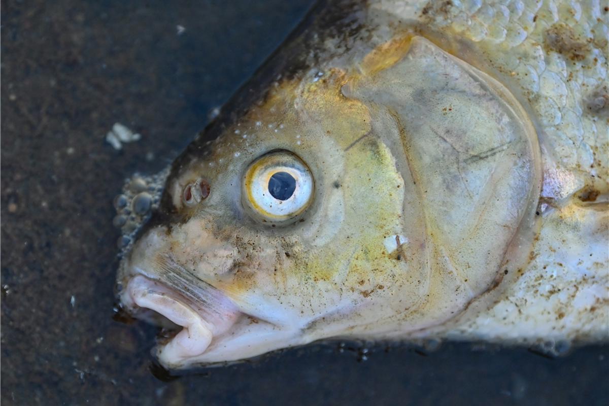 Fischsterben in der Steinfurter Aa