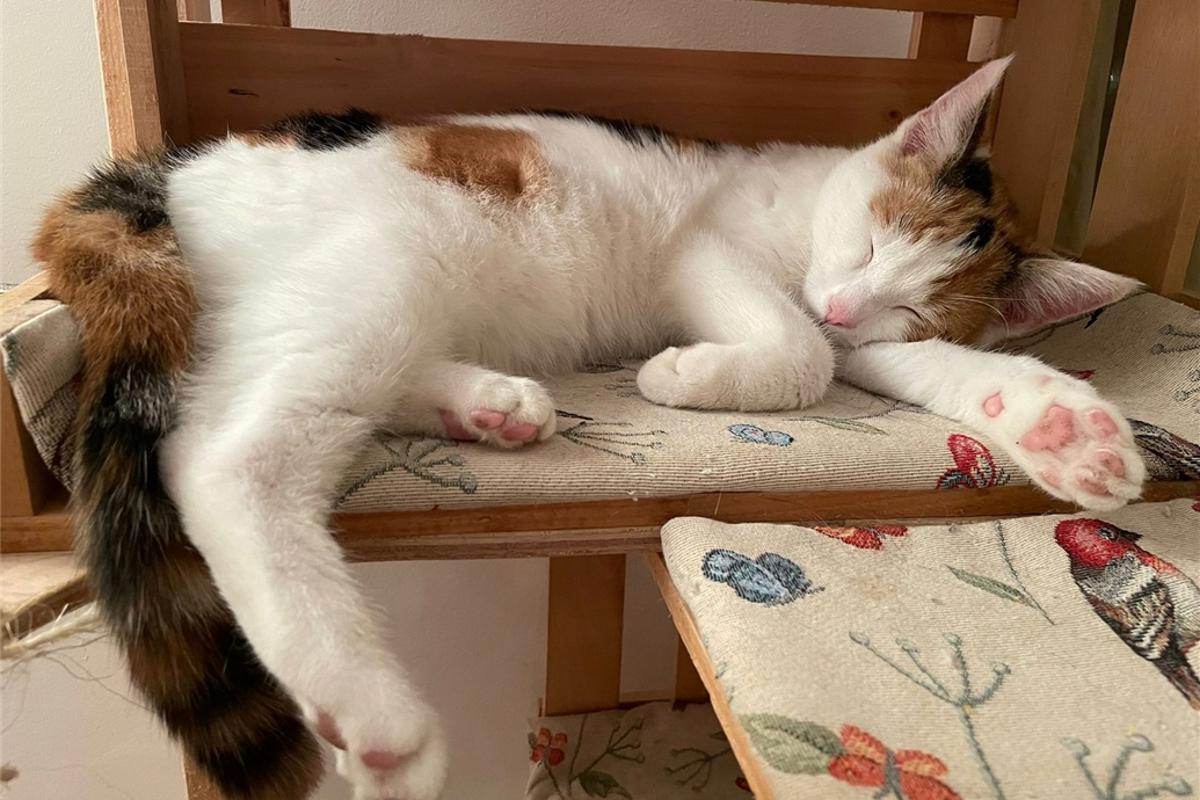 Cat rescue appeals to owners