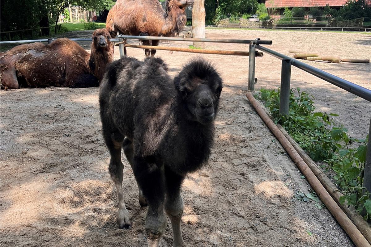 Difficult start for camel Hank