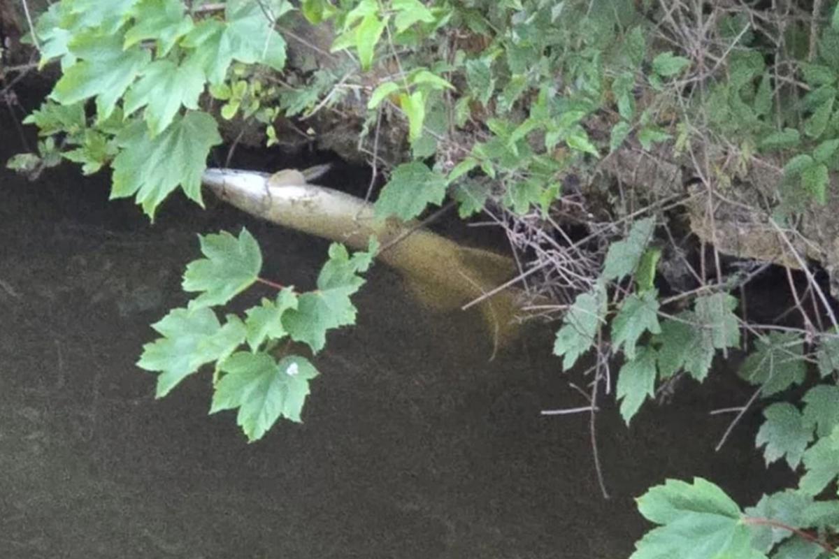 A painful end in the river next door