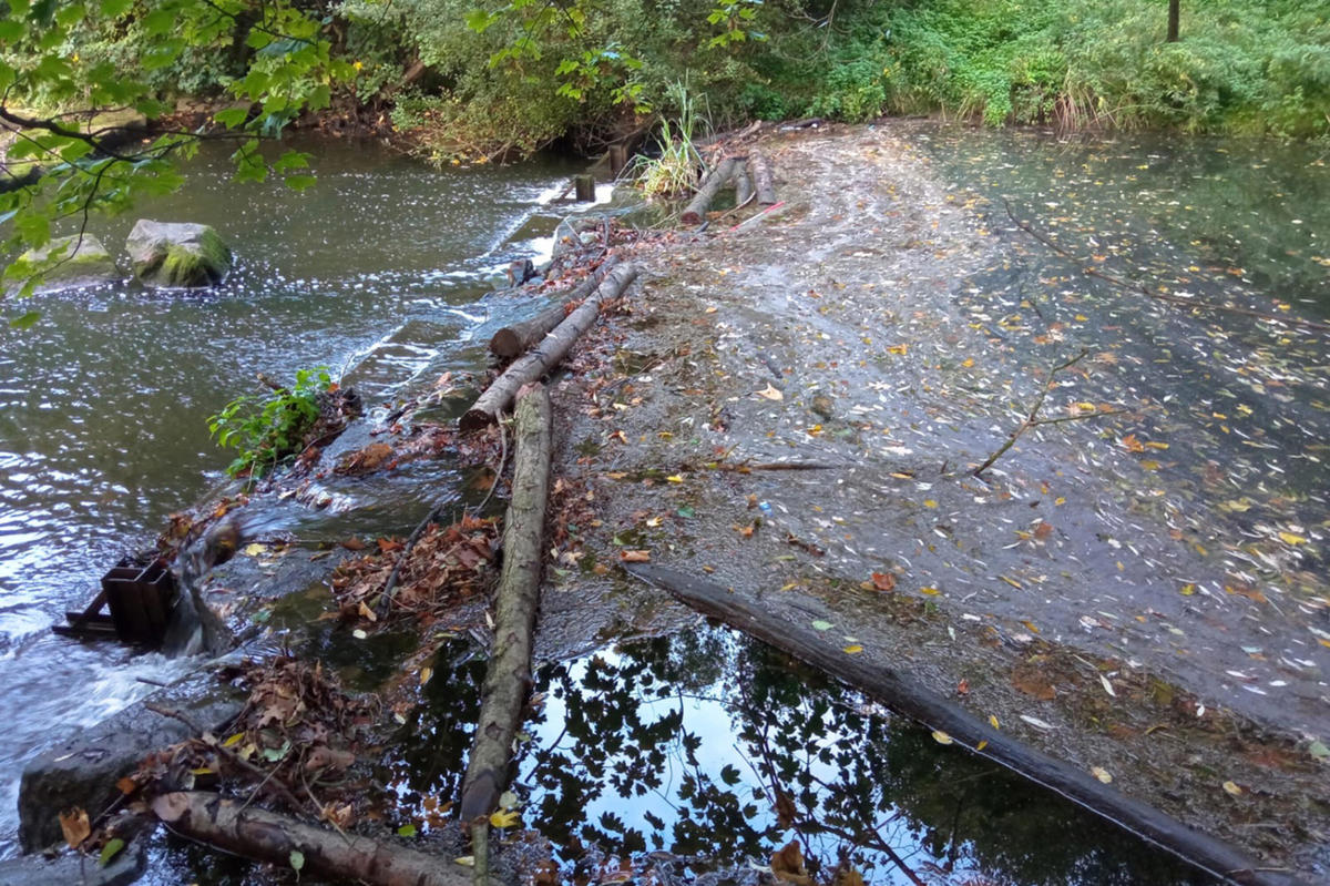 Trouble on the Aa: Tree trunks dam river