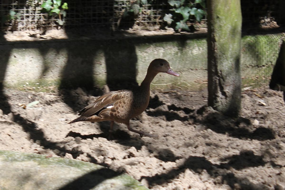 Naturzoo Rheine nimmt bedrohte Bernierente auf